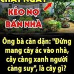 “Đừng mang cây ác vào nhà, cây càng xanh người càng suy”, là cây gì?