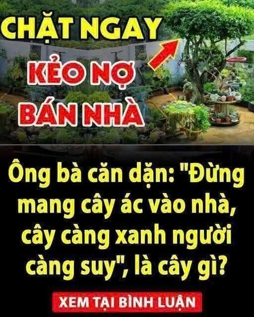 “Đừng mang cây ác vào nhà, cây càng xanh người càng suy”, là cây gì?
